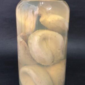 locos cocidos frasco 1.5 kg